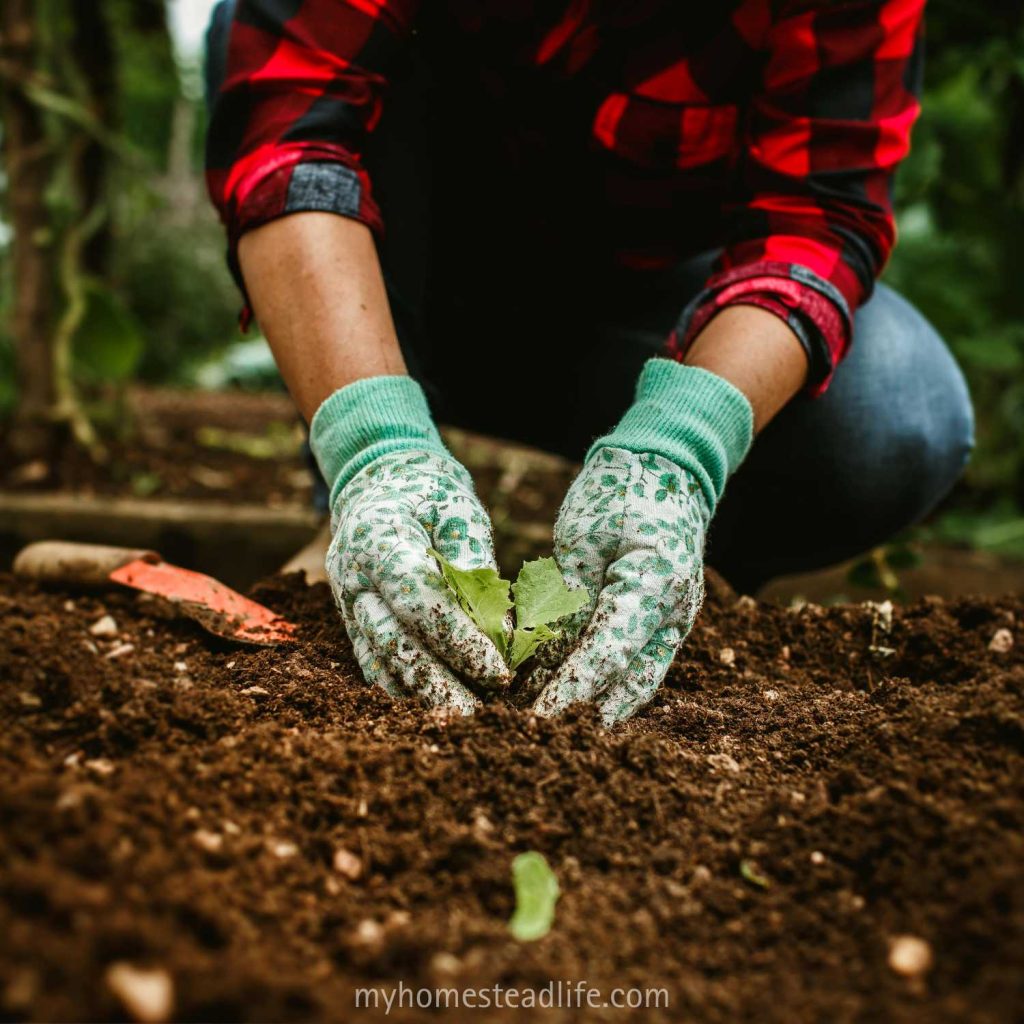 planting vegetables in the garden